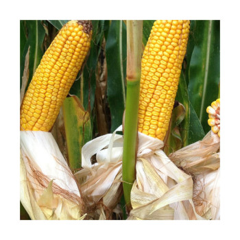 Maïs P9234 indice 320