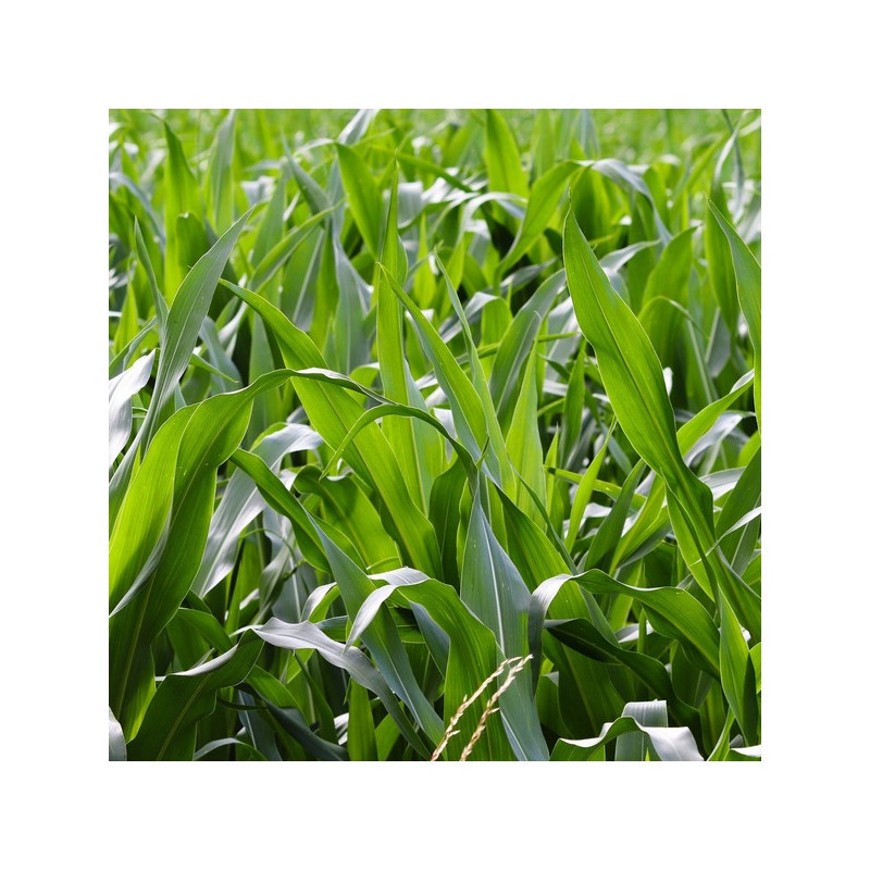 Maïs P9911 indice 380 BIO