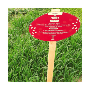 PACK ESTIVAL MILLET