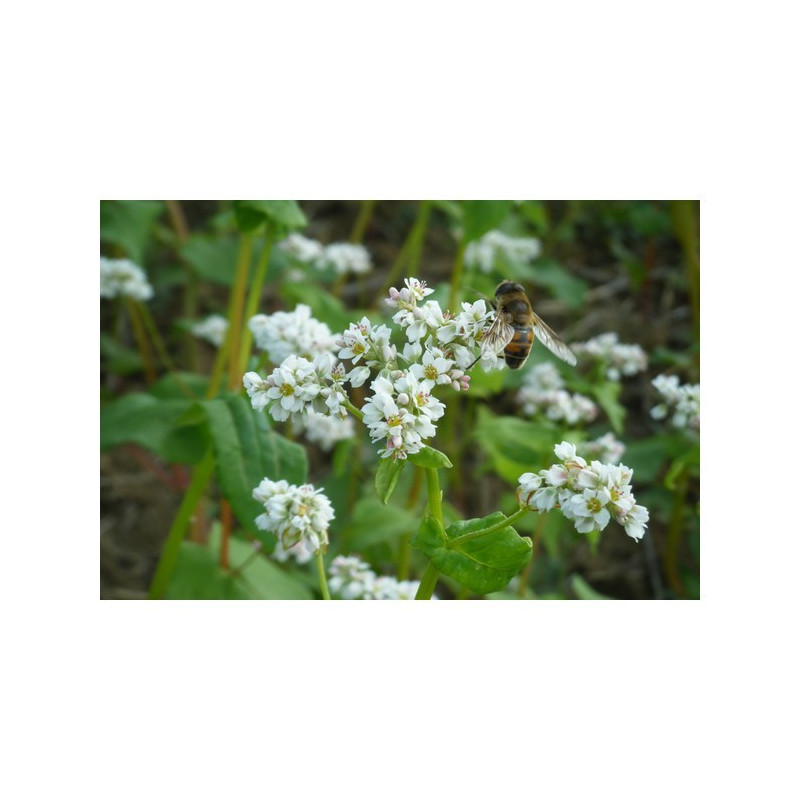 Mélange QUALI CIP'PROZIN