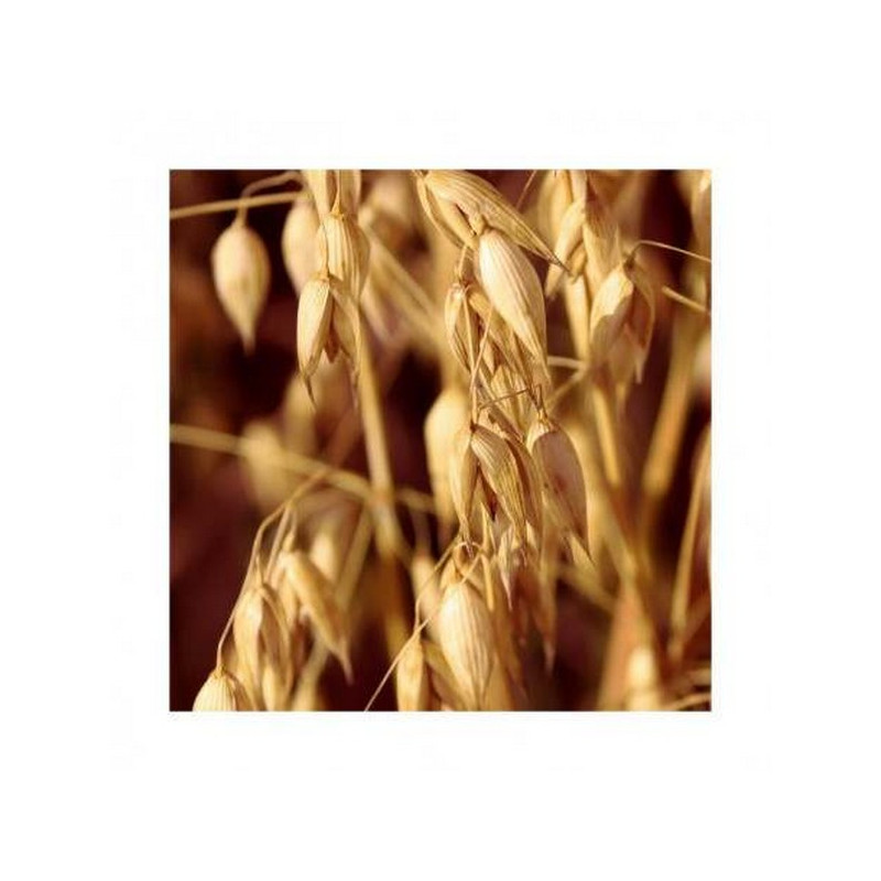 Avoine blanche DALGUISE