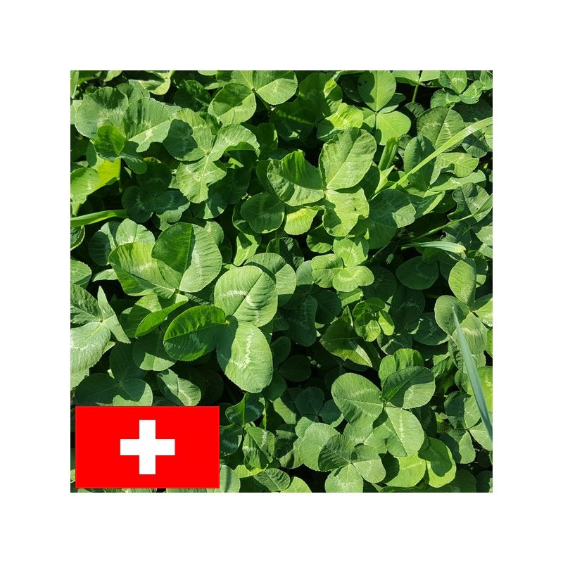 Trèfle blanc géant APIS