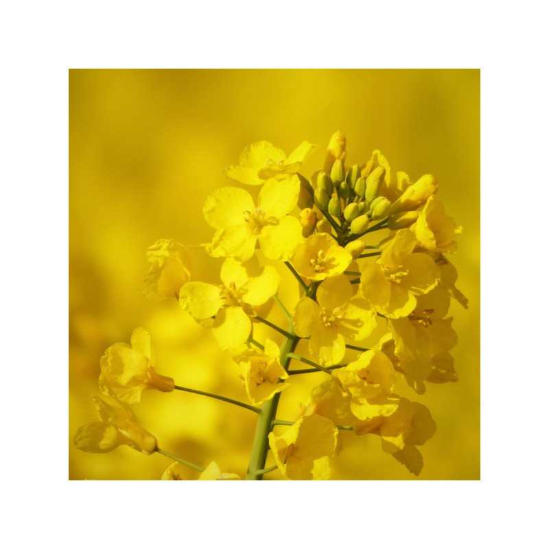 Ammonitrate soufrée 24 N + 18 SO3