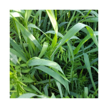 Mélange QUALI HERB' COUV-SV