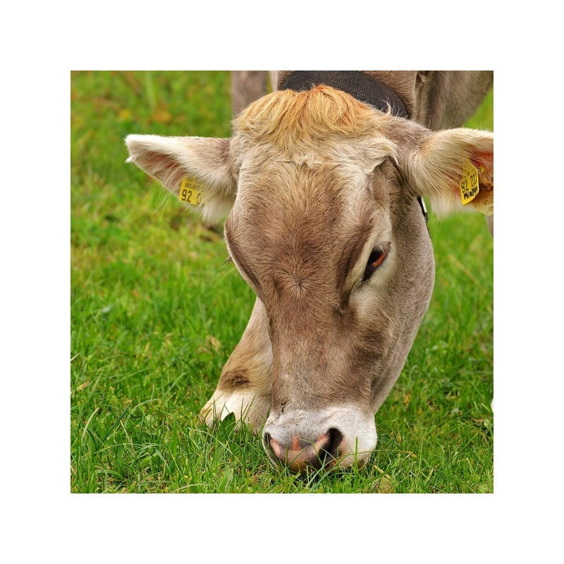 Mélange fourrager KALIMIX S-PATURE