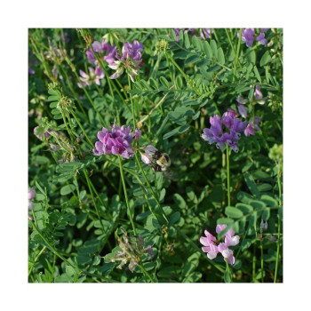 Vesce d'hiver GRAVESA Bio