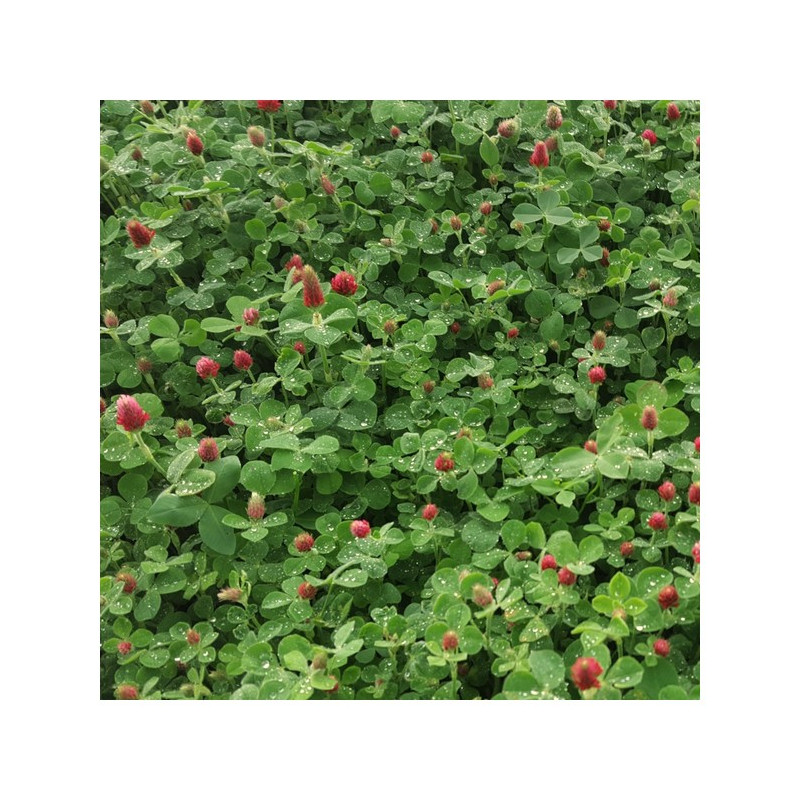 Trèfle incarnat KARDINAL