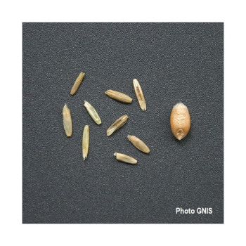 RGI 2N alternatif ESTANZUELA 284, Ray-grass d'Italie