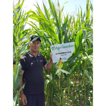 Maïs STROMBOLI CS indice 280