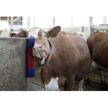 BROSSE A VACHE MURALE