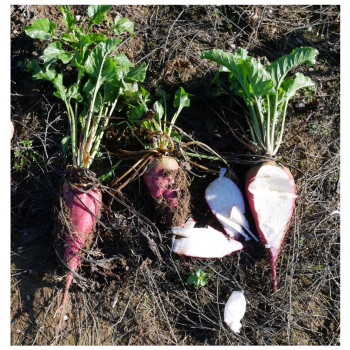 Betterave fourragère CORINDON