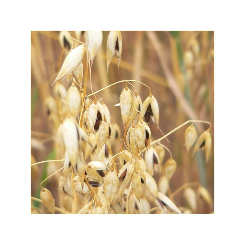 Betterave fourragère RIBAMBELLE