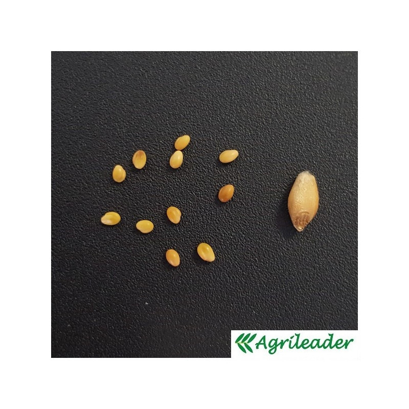 Maïs P9234 indice 320