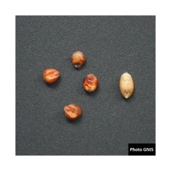 Mélange fourrager KALIMIX ND Bio