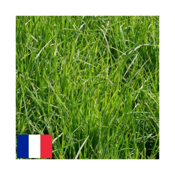 Dactyle très tardif LUMIX