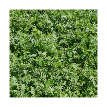 Sainfoin double en cosse - Bio