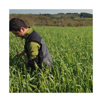 Seigle fourrager POWERGREEN