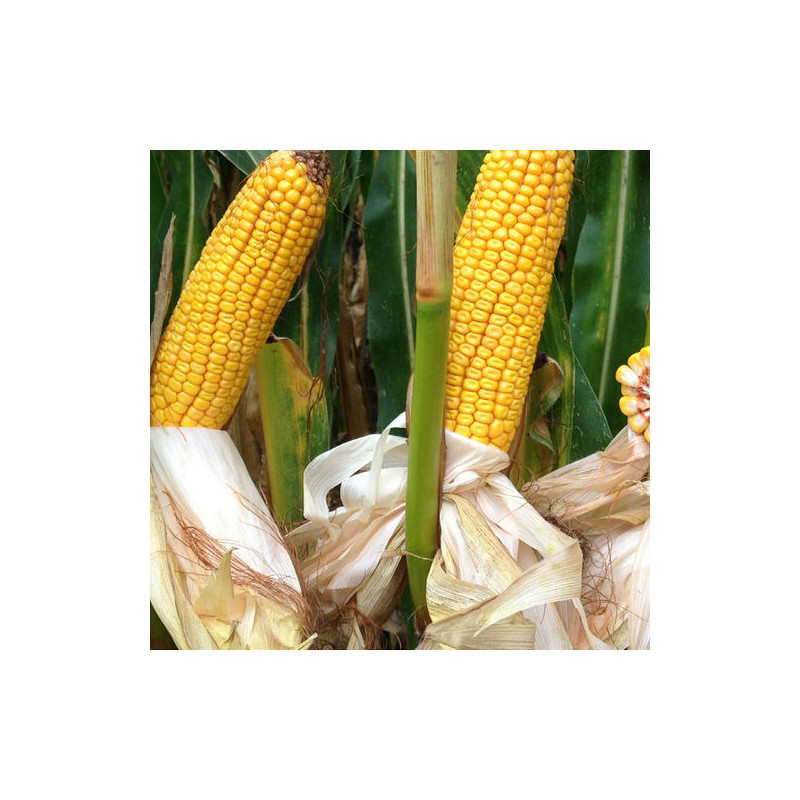 Maïs P9234 indice 320 BIO