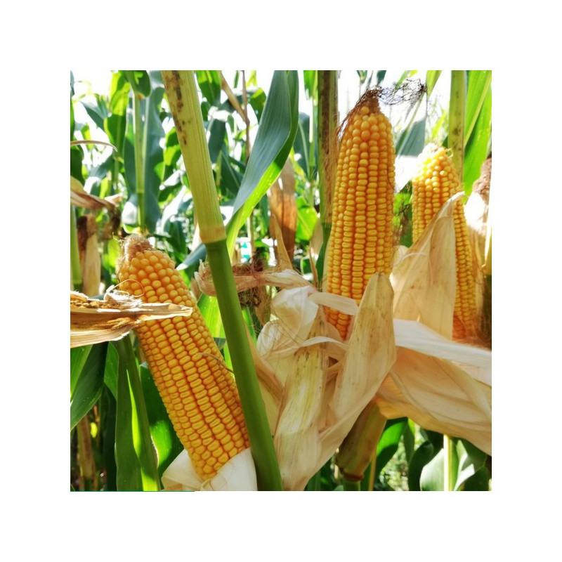 Maïs LBS 2526 indice 230-250