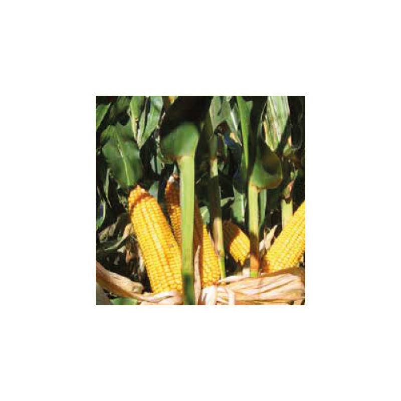 Maïs P8409 indice 240