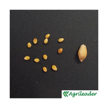 Trèfle d'alexandrie TABOR (monocoupe)