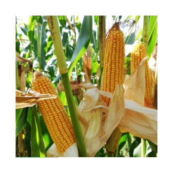 Maïs LBS 2526 indice 230-250