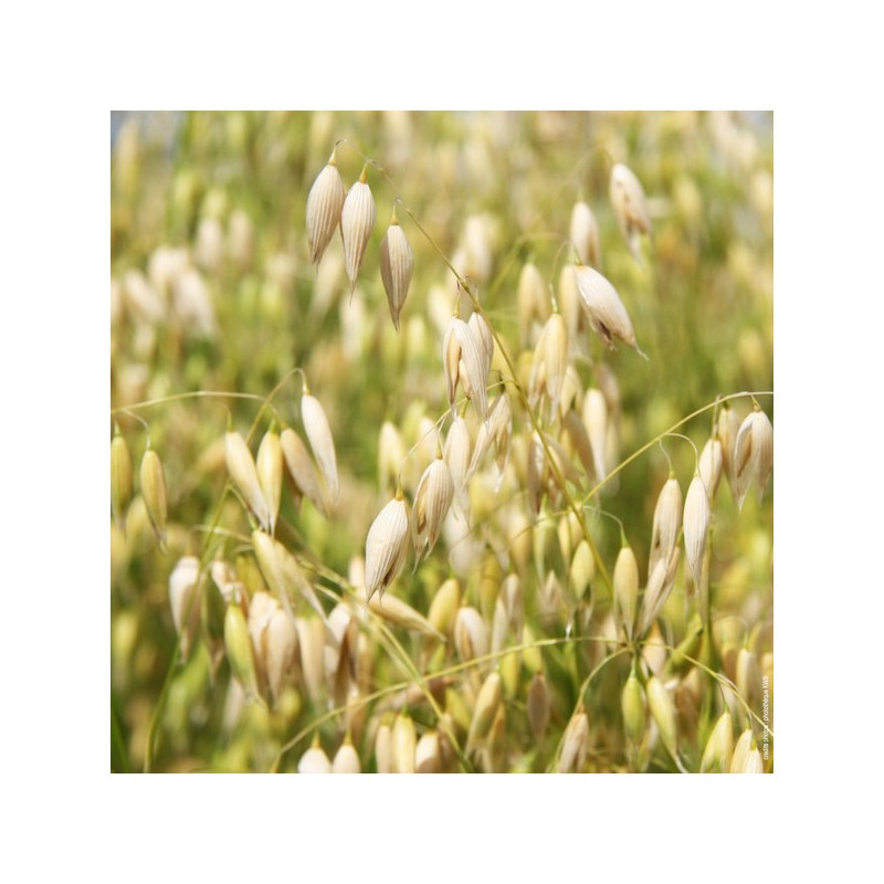 Avoine blanche printemps KWS OPALINE