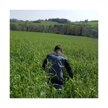 Seigle fourrager ANTONINSKIE