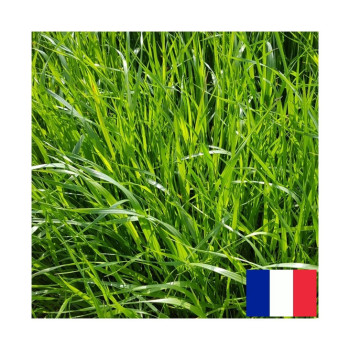 RGI (2N alt.) SPEED’DUO RGI, Ray-grass d'Italie