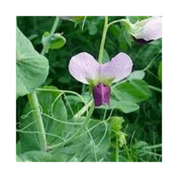 Pois fourrager hiver ARKTA