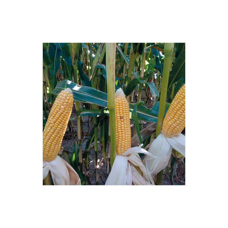 Maïs MOJITO indice 200-210