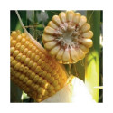 15653-Dose 50 000 gr