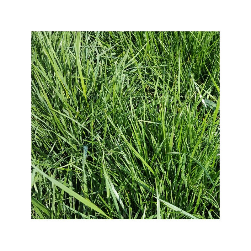 Fétuque élevée TIMA Bio