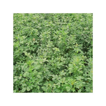 Luzerne flamande EUROPE Bio inoculée