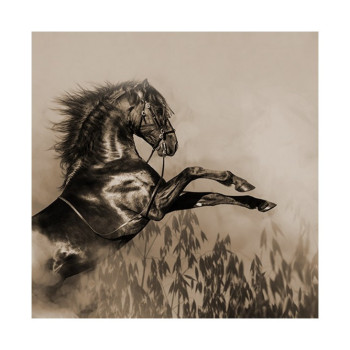 Avoine noire KWS PURSANT