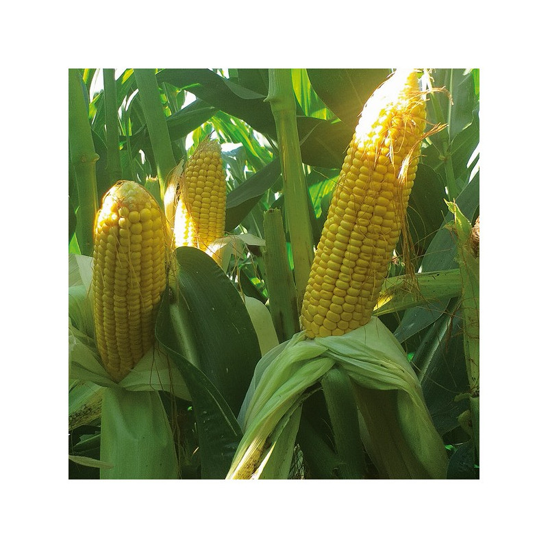 Maïs MURPHEY indice 260-270