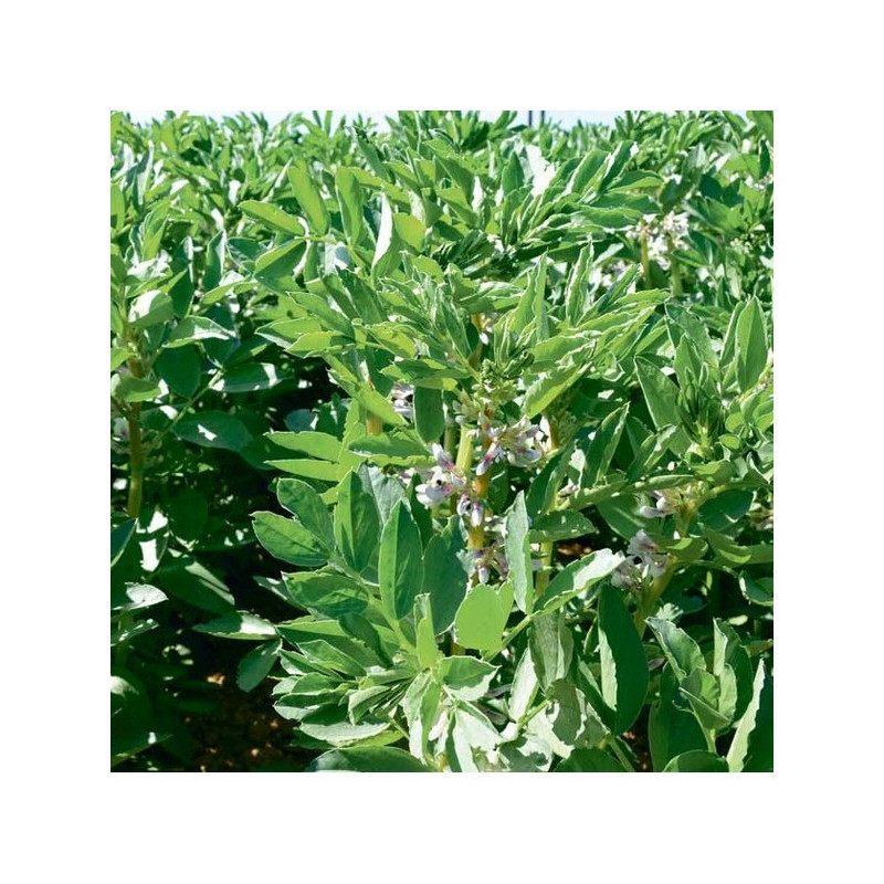 Féverole printemps TIFFANY