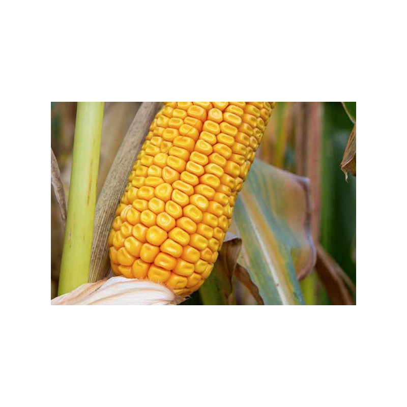 Maïs RGT LEXXYPOL indice 410-450