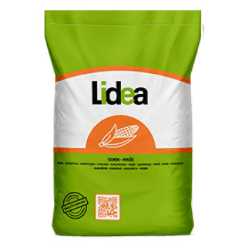 Maïs RECORDER indice 240-260