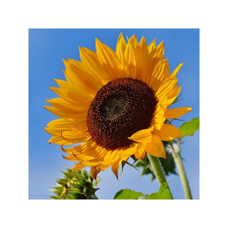 Tournesol SY ARCO BIO