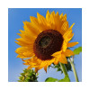Tournesol SY ARCO BIO