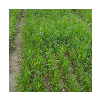 Mélange fourrager KALIMIX RT+ Bio