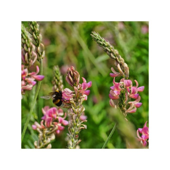 Mélange jachère Mellifère LIDCOVER