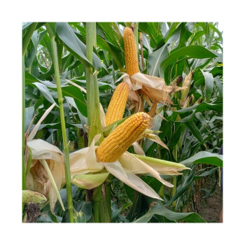 Maïs LBS 1257/IDEM 1543  indice 240-250