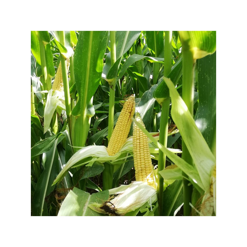 Maïs ADV2235/CHELSEY  indice 230