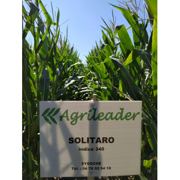Maïs SOLITARO indice 340