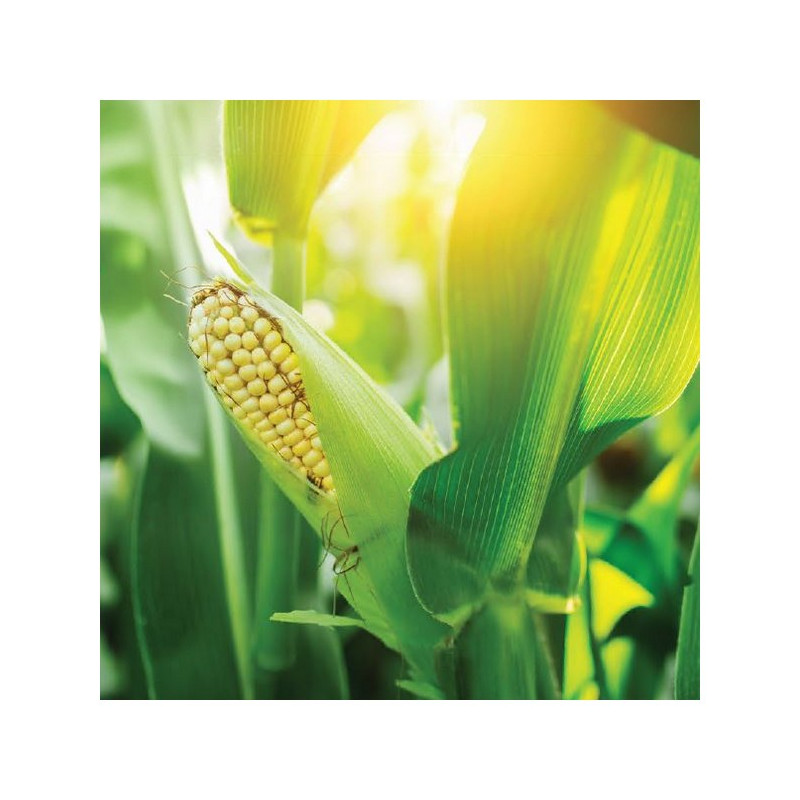 Maïs AKANZA indice 300