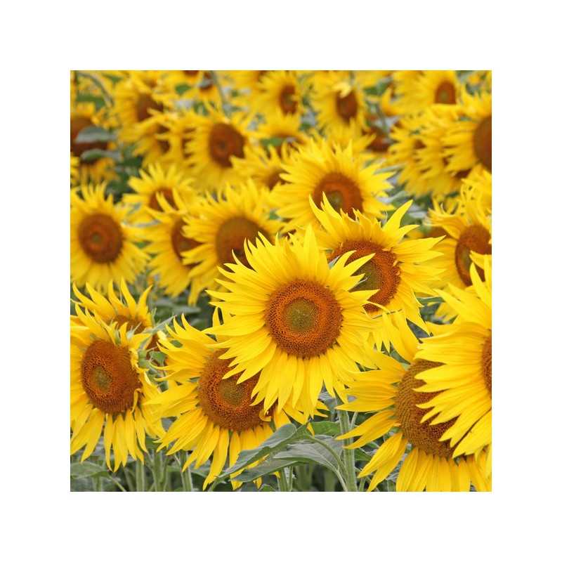 Tournesol SY VERTUO