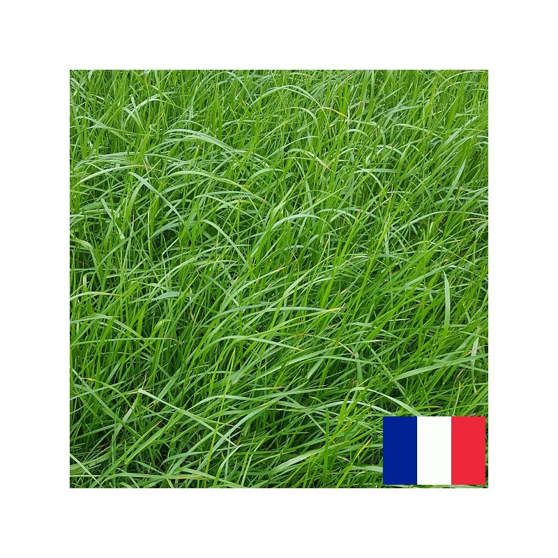 RGA 2N tardif ZORGUE, Ray-grass Anglais