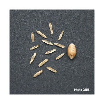 RGA 2N tardif ZORGUE, Ray-grass Anglais